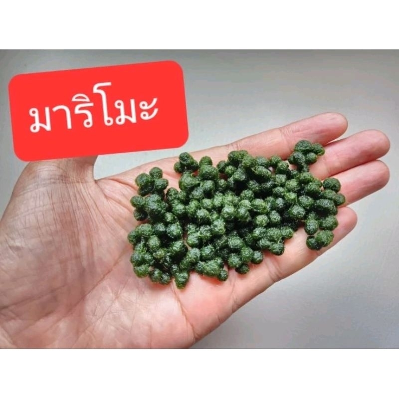 สาหร่ายมาริโมะ ขนาด0.5cm.  ต้นไม้น้ำ