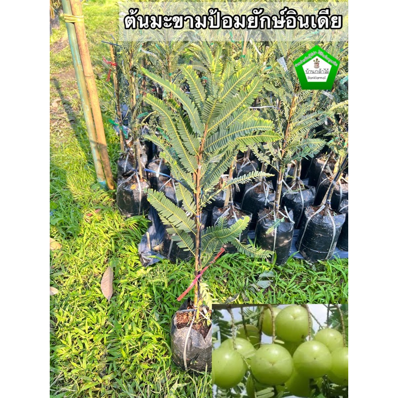 ต้นมะขามป้อมยักษ์อินเดีย ต้นแข็งแรง ระหว่างขนส่งสินค้าเสียหาย ทางร้านรับผิดชอบทุกรณีจ้า
