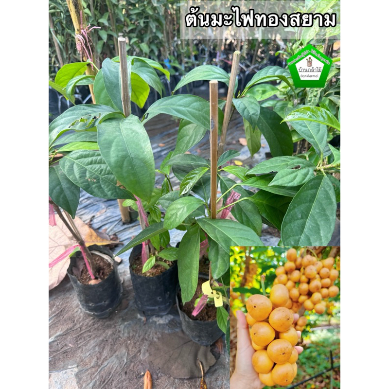 ต้นมะไฟทองสยาม ต้นแข็งแรง สินค้าเสียหาย แจ้งทางร้านได้เลยจ้า