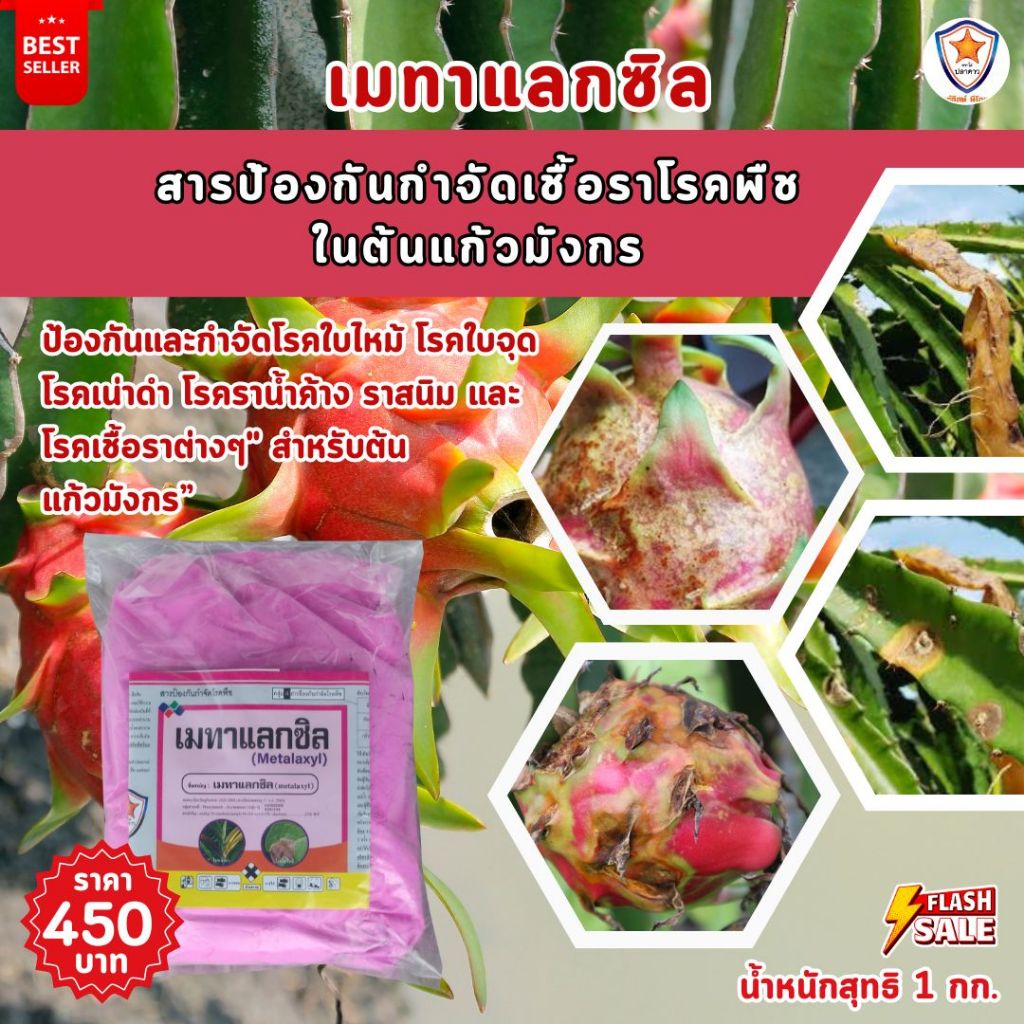 ปกป้อง ต้นแก้วมังกร ของคุณจากโรคพืชที่เกิดจากเชื้อรา ด้วย Metalaxyl และเร่งฟื้นฟูด้วยปุ๋ย Starfer Fertilizer 30-20-5