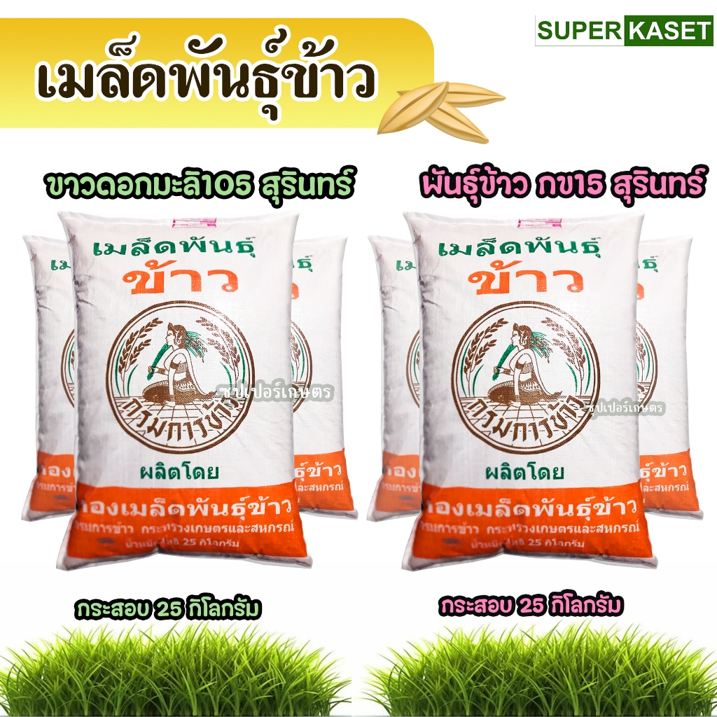 พันธุ์ข้าว ข้าวพันธุ์ มะลิ105 กข15 ข้าวปลูก พันธุ์หอมข้าวมะลิ พันธุ์ข้าวมะลิ 105 บรรจุ กระสอบ 25 kg.