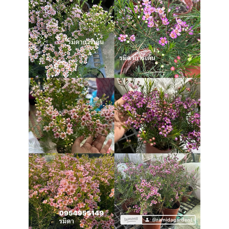 จำนวนจำกัด #ดอกแว๊กซ์ มีความพิเศษคือ กลิ่นหอมสดชื่น หรือ Chamelaucium ตามออเดอร์พรี