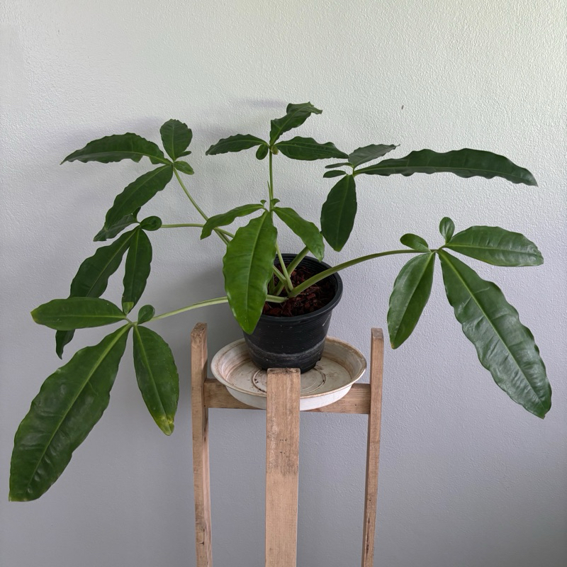 ซิงโกเนียม ออริทั่ม/ห้านิ้ว/Syngonium auritum/Five Fingers🤚🏿