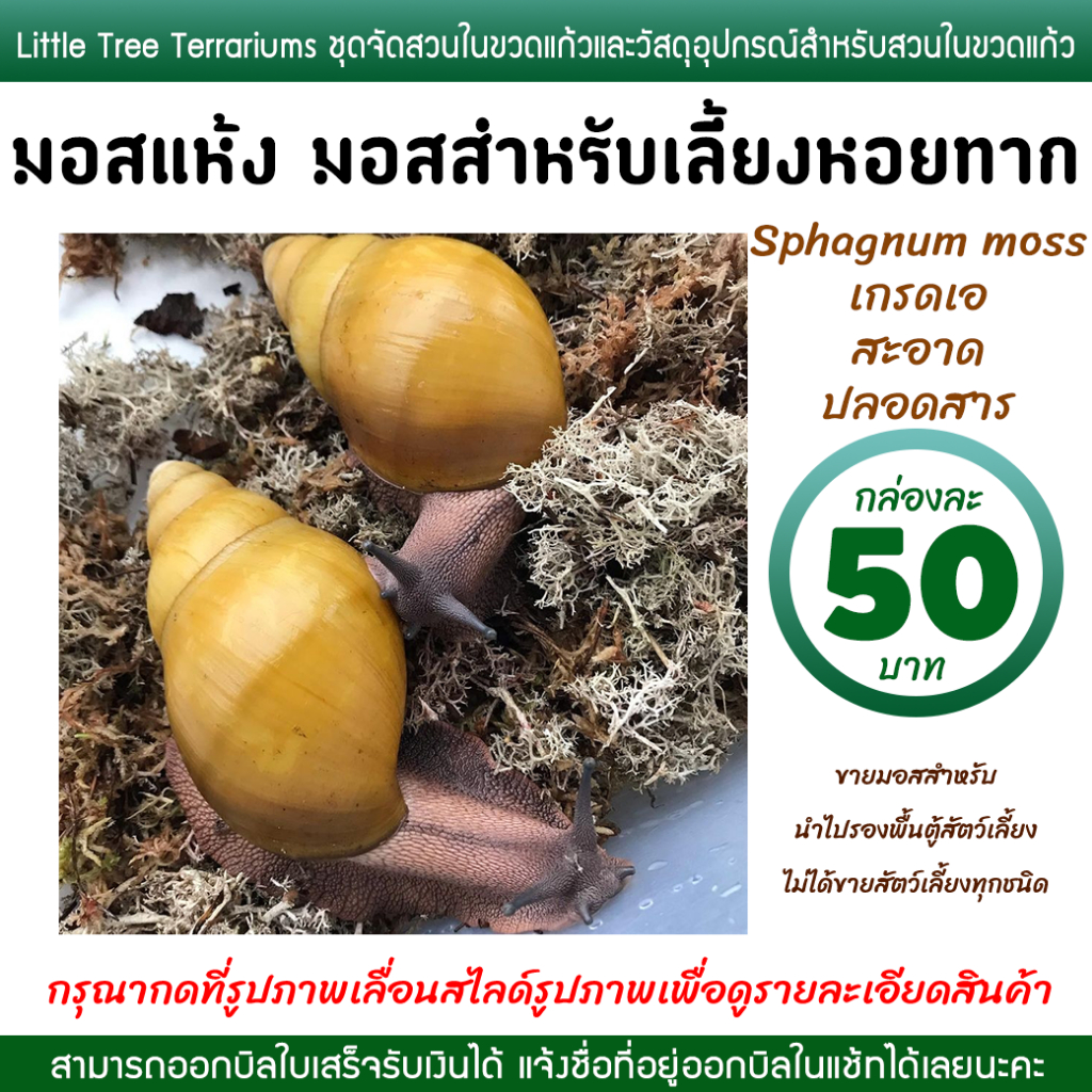 มอสเลี้ยงหอยทาก มอสแห้ง สแฟ็กนั่มมอส Sphagnum moss กล่องละ 50 บาท
