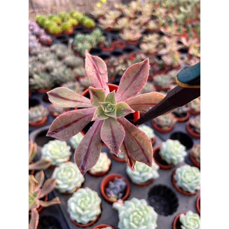 Aeonium  “mascaense”