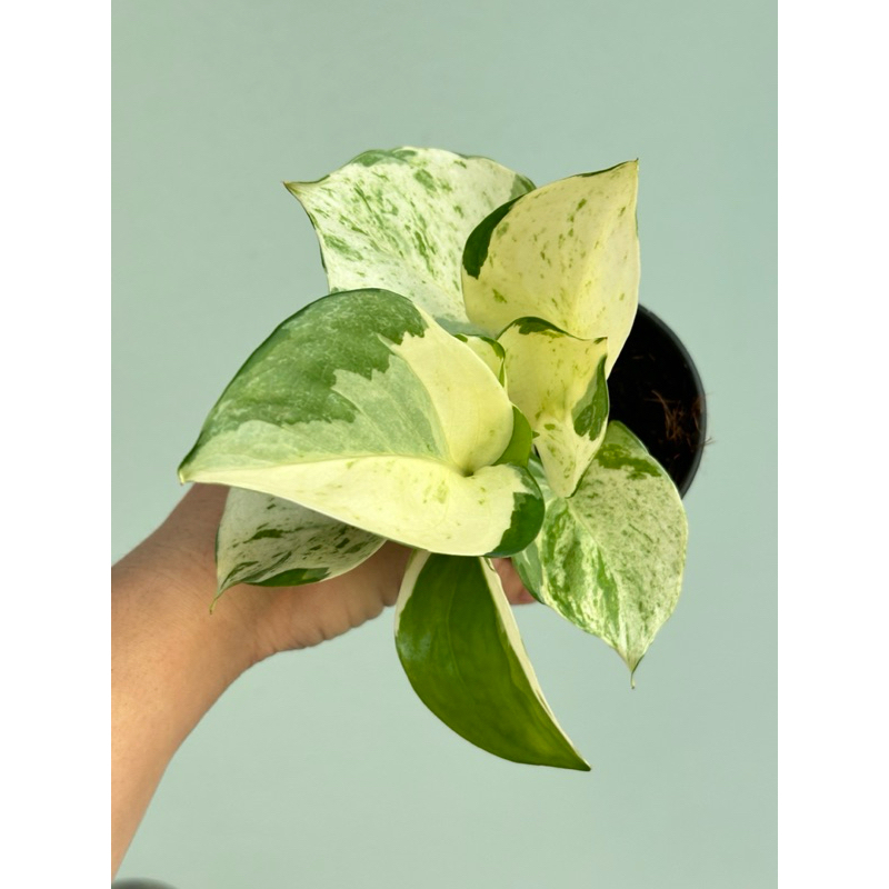 พลูแอปเปิ้ล manjula pothos กระถาง 3 นิ้ว กอสวยๆ