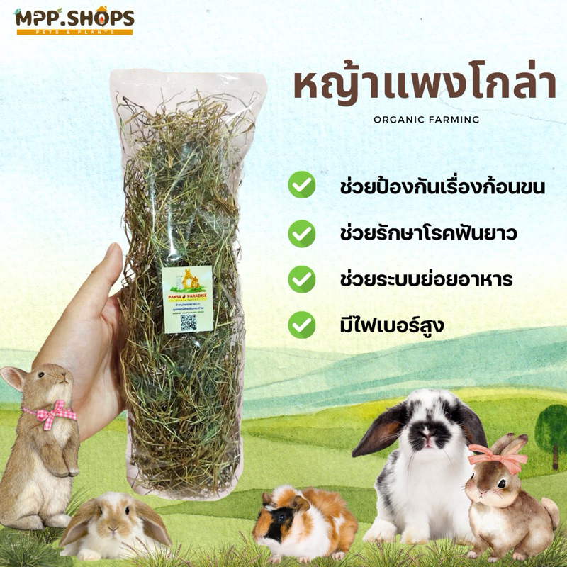 หญ้าแพงโกล่าแห้ง ออแกนิก หญ้าสำหรับกระต่าย หนูแกสบี้ หนูตะเภา อาหารสำหรับสัตว์ฟันแทะทุกชนิด ไฟเบอร์สูง ระบบย่อยดี