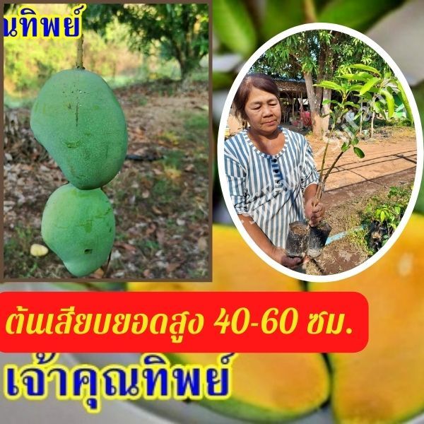 มะม่วงเจ้าคุณทิพย์ 1 ต้น สูง 40-60 ซม. พร้อมจัดส่ง