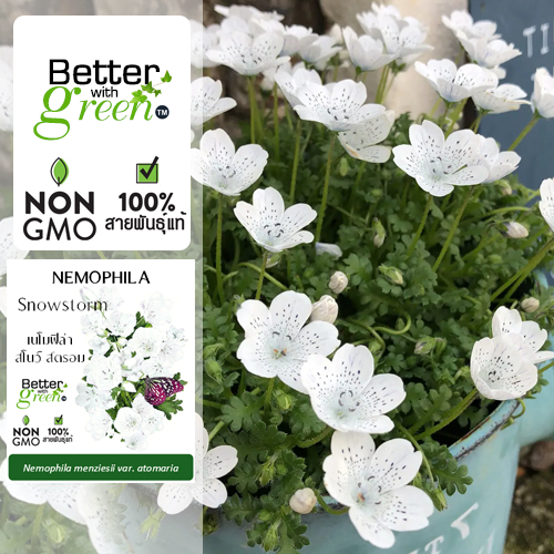 เมล็ดพันธุ์ เนโมฟิล่า สโนว์ สตรอม 50 เมล็ด (NEMOPHILA : Snowstorm) นำเข้า การันตีสายพันธุ์