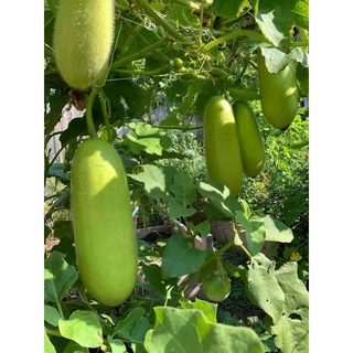 🌱เมล็ด แฟง 15 เมล็ด (ซื้อ5แถม1คละได้)