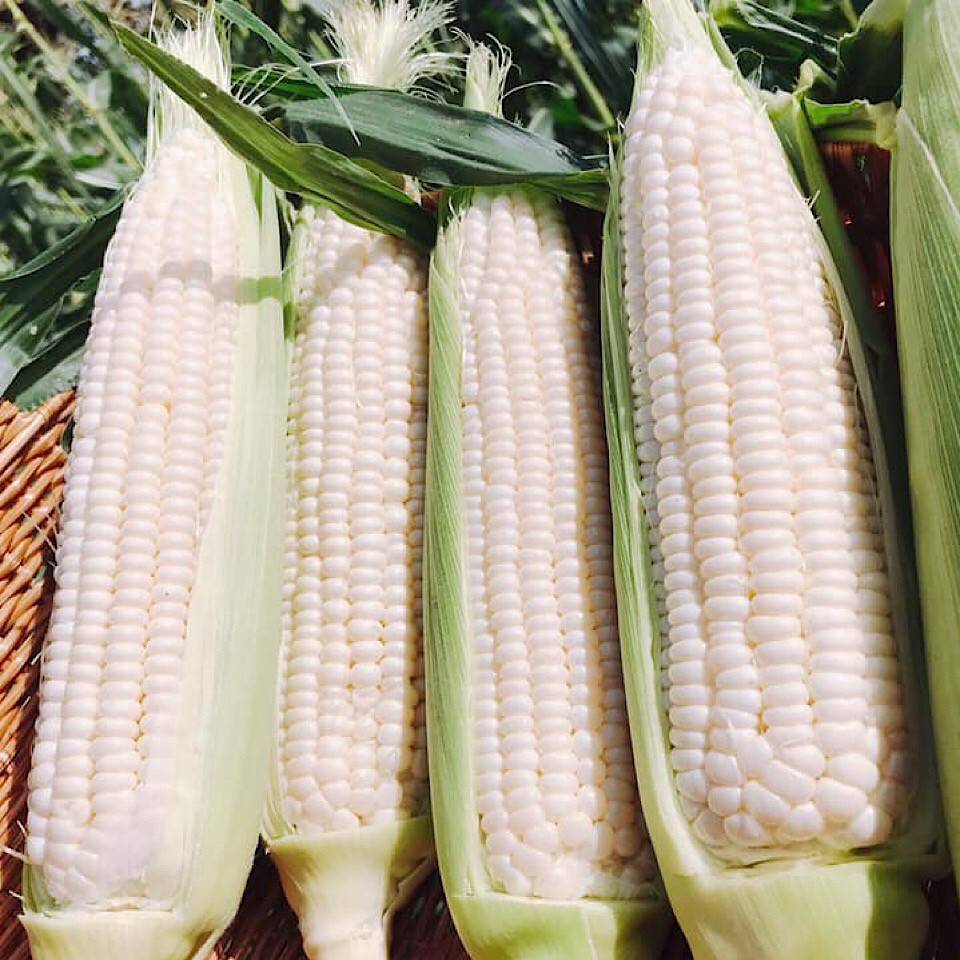 จำนวน 50 เม็ด/ซอง เมล็ดข้าวโพดนมสดฮ๊อกไกโดกินได้ทั้งสุกแและดิบได้เมล็ดพันธุ์สำหรับเพาะปลูก