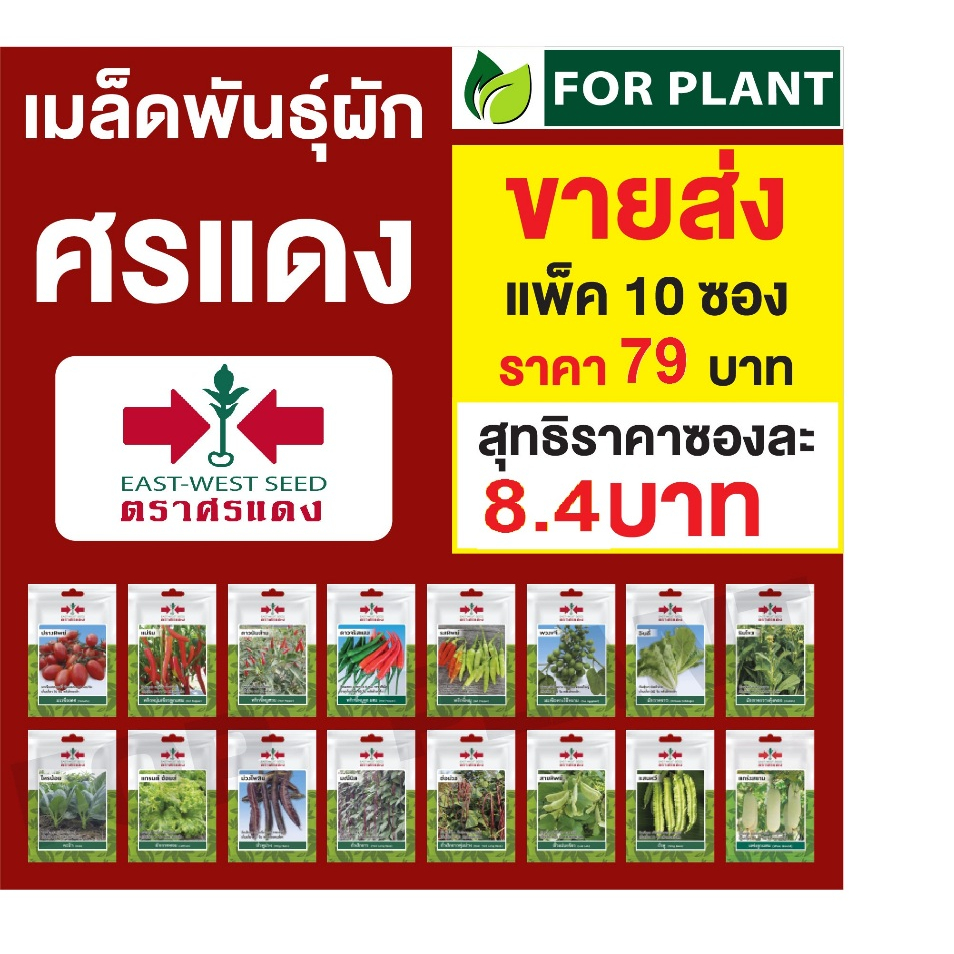 ขายส่ง เมล็ดพันธุ์ ผักซอง ตราศรแดงVP3 ราคาส่ง แพคชนิดล่ะ 10 ซอง ราคาแพคล่ะ 79 บาท
