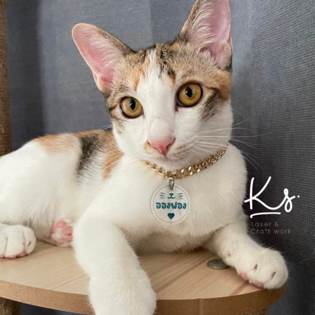 ป้ายชื่อสัตวเลี้ยง อะคริลิก สั่งทำ ปลอกคอ ป้ายห้อยคอน้องแมวน้องหมา custom dog tag pet tag