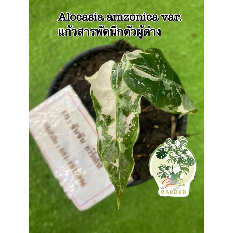 แก้วสารพัดนึกตัวผู้ด่าง Alocasia amazonica variegated 🌿ต้นที่ส่ง คือ ต้นในรูป