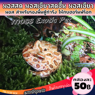 มอสทำรังกบ มอสเลี้ยงกบ Horned Frog ฮอร์นฟรอก Pacman Frog มอส…