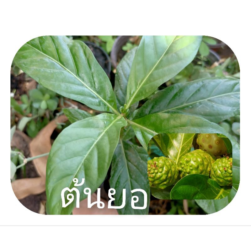 ต้นยอแบบเพาะเมล็ดในถุงชำไม้สารพัดประโยชน์ปลูกกิน,ปลูกประดับบ้าน,ไม้มงคลเป็น