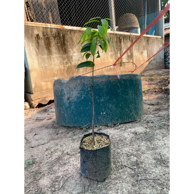 มะยงชิดทุลเกล้า ต้นขนาดกลาง (ต้นสวย ราคาถุก) ราคาถูก Shopee Lazada