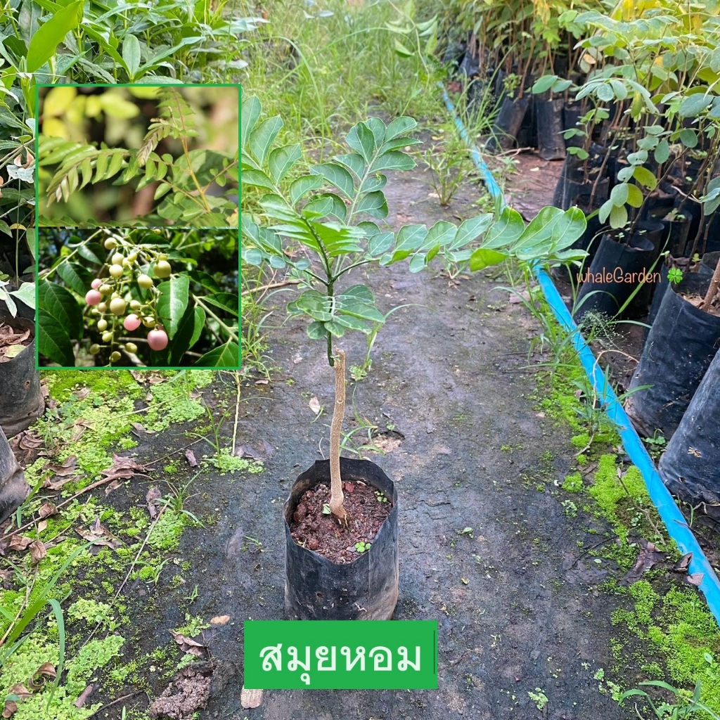 ต้นสมุย สมุยหอม กิ่งชำ (Curry Leaf Tree) หมุย ผักหมุย ผักพื้นบ้าน (รับประกัน ส่งใหม่ฟรี หากสินค้าเเสียหาย!!)