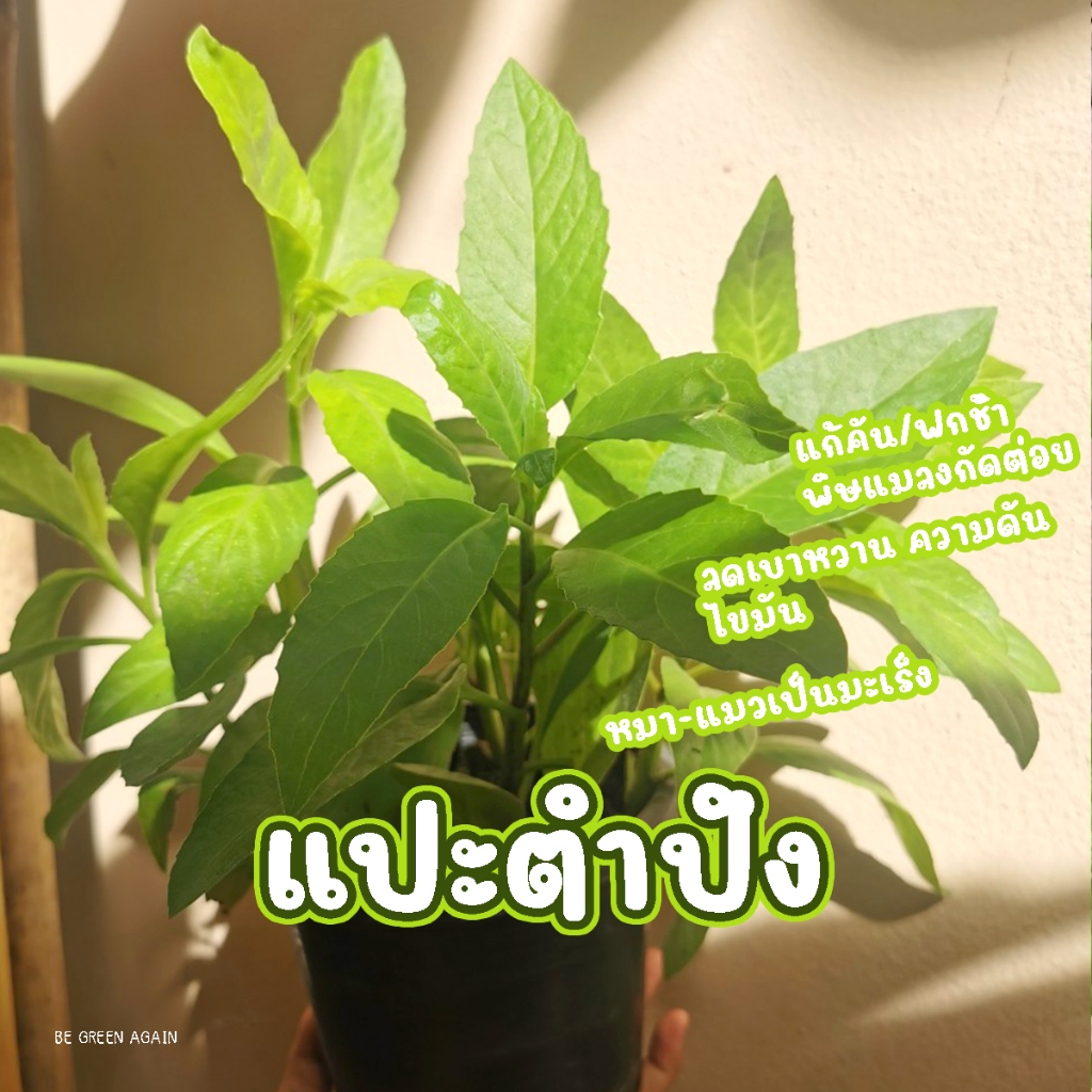 ต้นแปะตำปึง ออแกนิค100% ลดน้ำตาลในเลือด ความดัน สำหรับ คนเป็น มะเร็ง เต้านม มดลูก ลำไส้