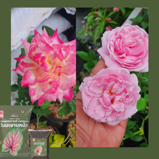ใบมะขามหมัก 100% ปุ๋ยหมักจากใบมะขาม 1kg ช่วยกัดสีใบให้สด สีเข้ม สีสวย บอนสี กุหลาบ เสน่ห์จันทร์ ไม้ประดับ ไม้ดอก