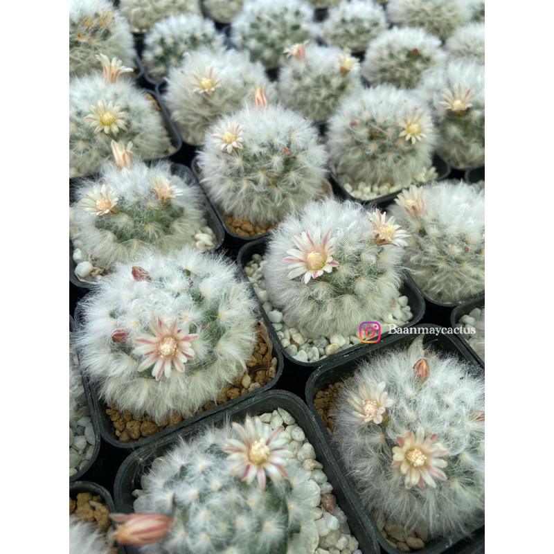 10 ต้น 50 บาท แมมขนแกะ ดอกครีม ไม่ต้องลุ้นสีดอก