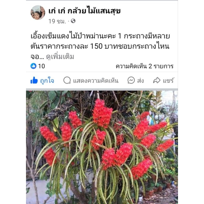 กล้วยไม้เข็มแดงไม้ป่าพม่า