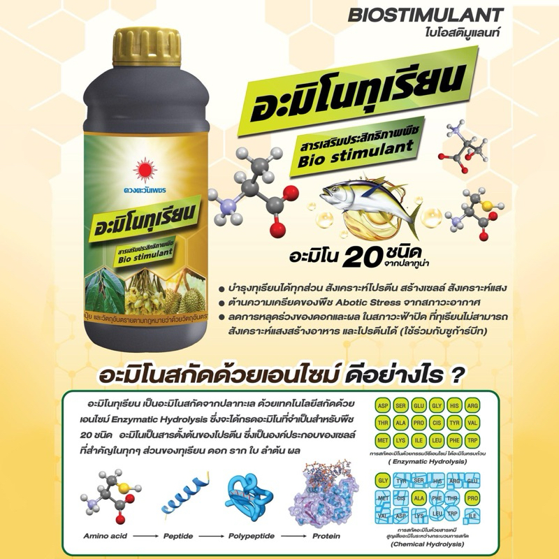 อะมิโนทุเรียน ช่วยเคลื่อนย้าย+สะสมอาหารภายในต้นทุเรียน อะมิโนรวมสำหรับทุเรียนทุกระยะ ขนาด 1 ลิตร ตราดวงตะวันเพชร