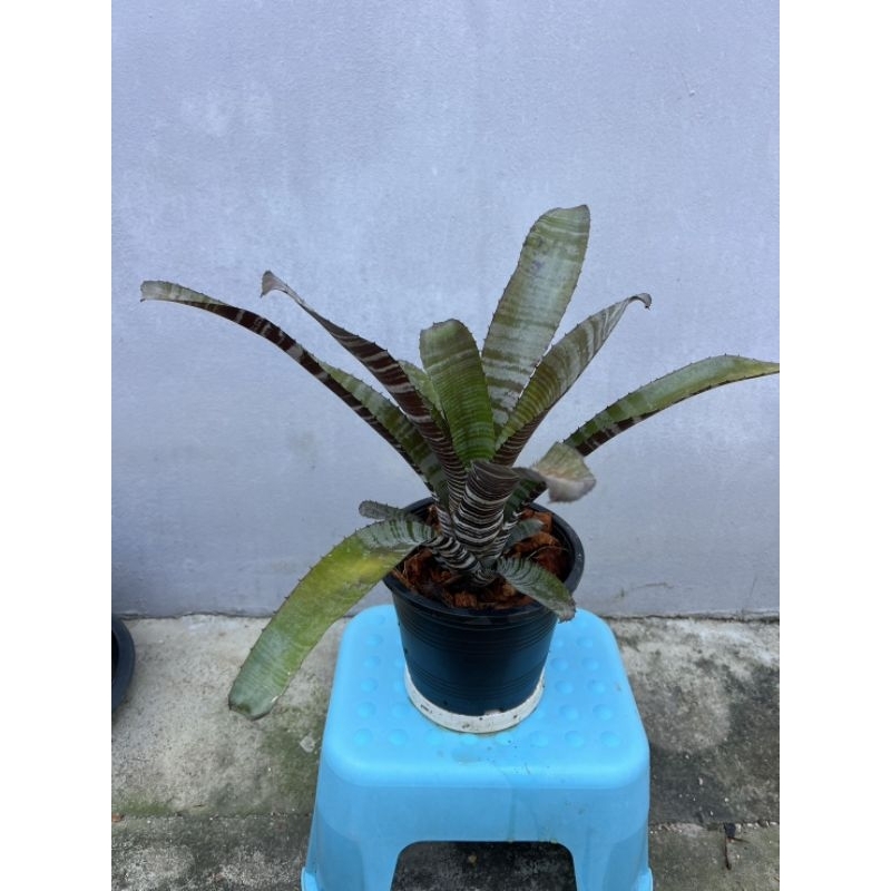 สัปปะรดสี ม้าลาย Bromeliad Aechmeaกระถาง6นิ้ว