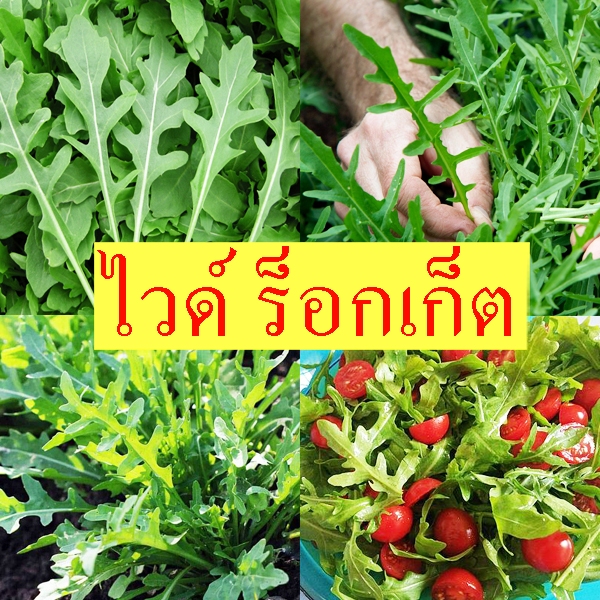 ไวด์ ร็อคเก็ต ถูกที่สุด10 บ. เมล็ดพันธุ์ไวด์ ร็อคเก็ต100 เมล็ด งอกดี โตไว ทานอร่อย