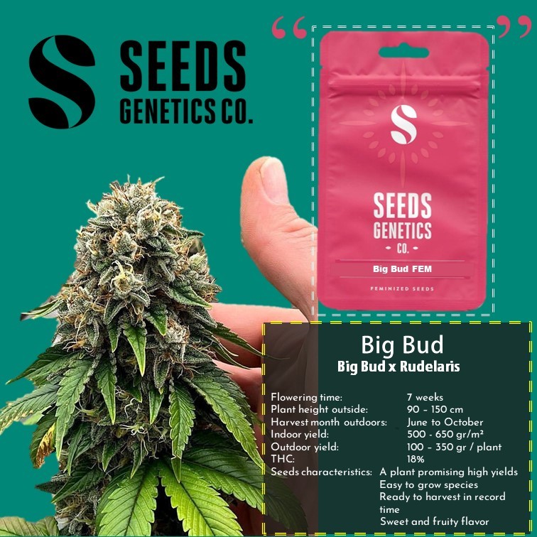 เมล็ด Big Bud - Seeds Genetics