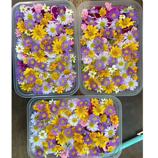 ดอกไม้กินได้ปลอดสาร 🌸 แต่งเค้ก แต่งอาหาร 🌸 ตัดสด ส่งตรงจากฟาร์มมาตรฐาน GAP