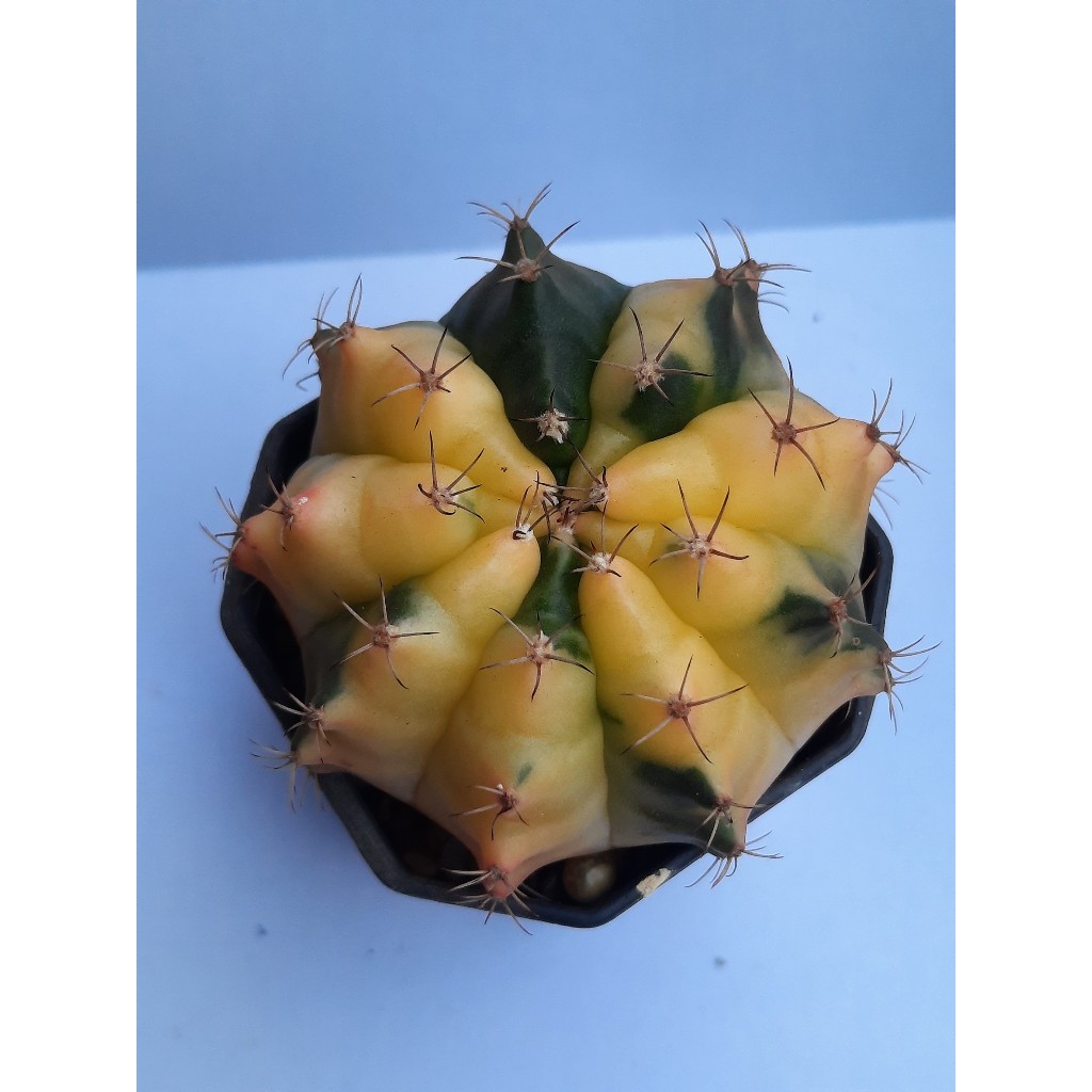 ยิมโนด่างเหลือง Gymnocalycium Cactus  กระบองเพชร