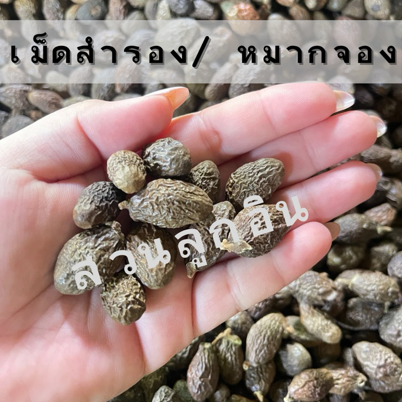 ลูกสำรอง เก็บปี 2567
