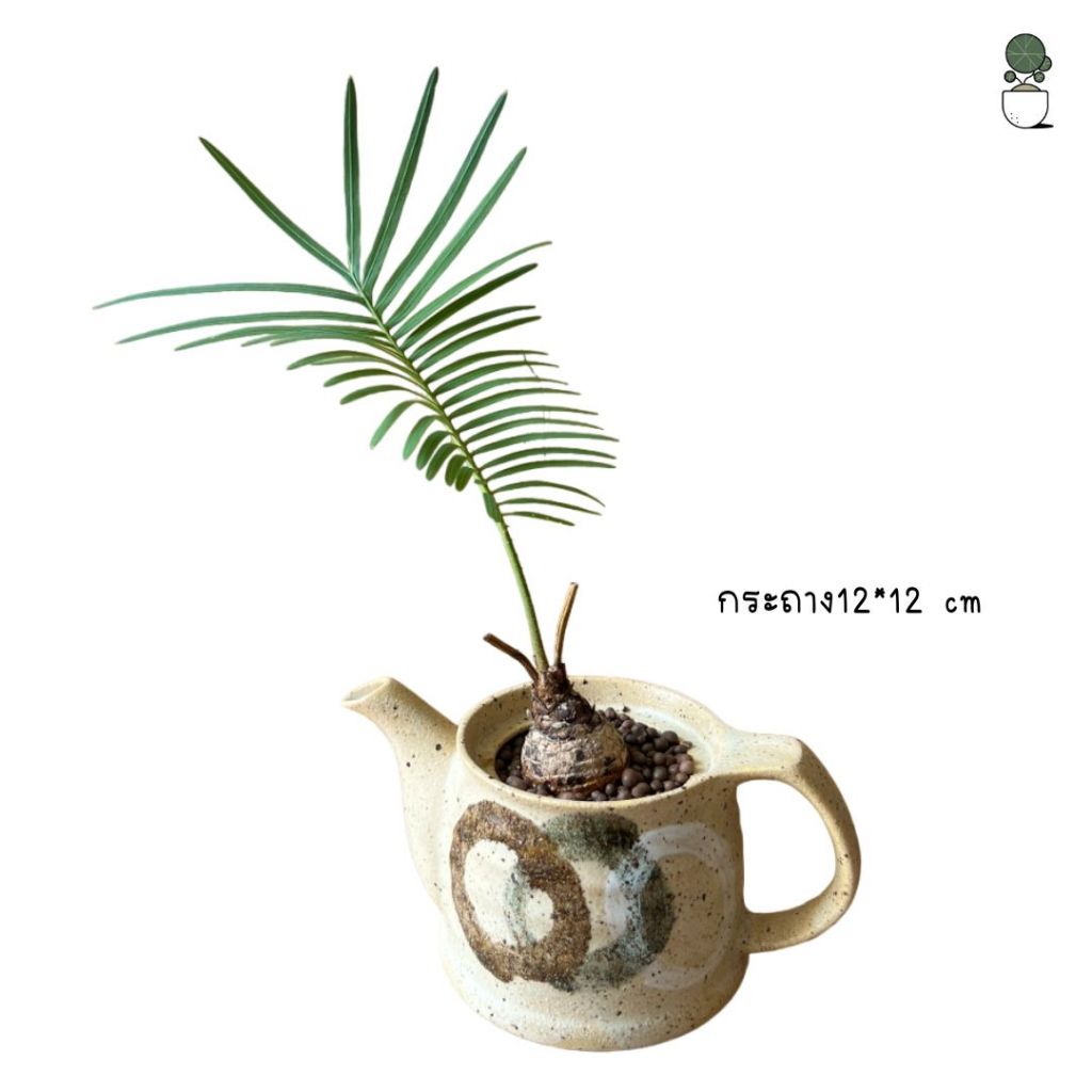 ต้นปรงป่า Cycad ไม้โขดต้นปรง จัดส่งเป็นหัว สำหรับคนรักไม้โขด ตกแต่งสวน แบบมินิมอล  โต๊ะทำงาน ร้านคาเฟ่ ไม้ปรง รูปที่ 8