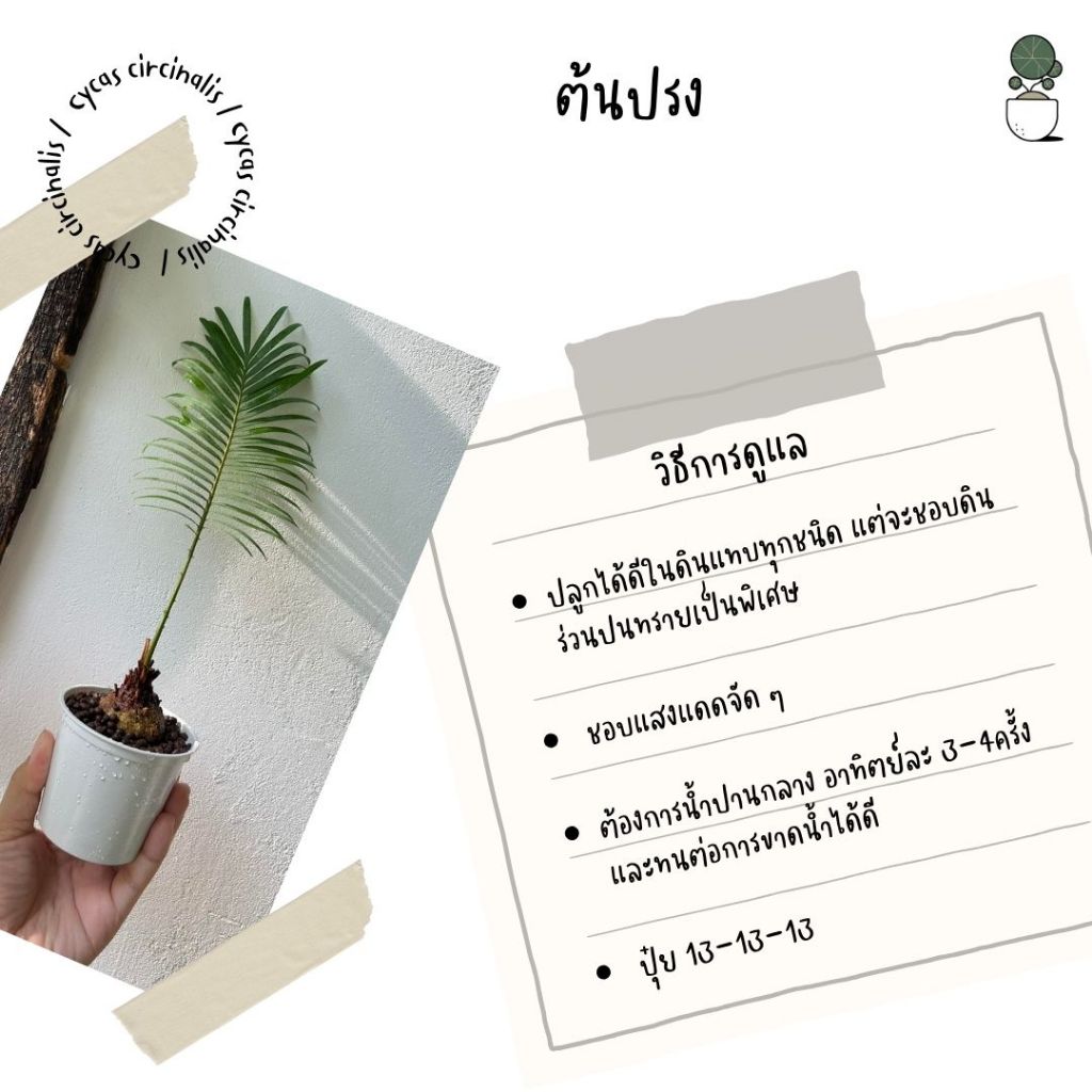 ต้นปรงป่า Cycad ไม้โขดต้นปรง จัดส่งเป็นหัว สำหรับคนรักไม้โขด ตกแต่งสวน แบบมินิมอล  โต๊ะทำงาน ร้านคาเฟ่ ไม้ปรง รูปที่ 2