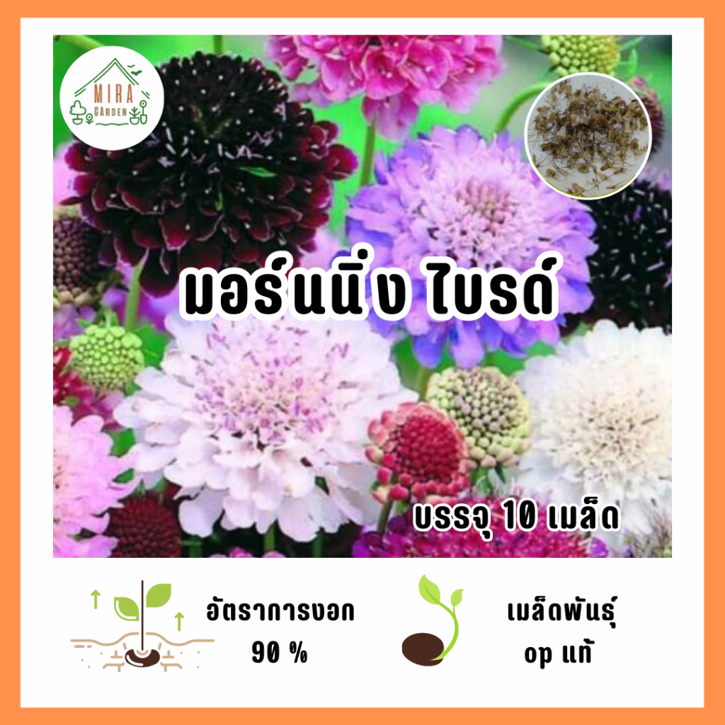 เมล็ดพันธุ์ ดอกมอร์นนิ่ง ไบรด์ บรรจุ 10 เมล็ด