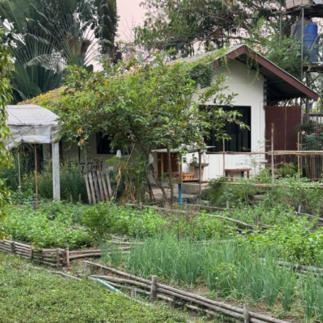 ผงอัญชันอินทรีย์ butterflypea powder - รูปที่ 3