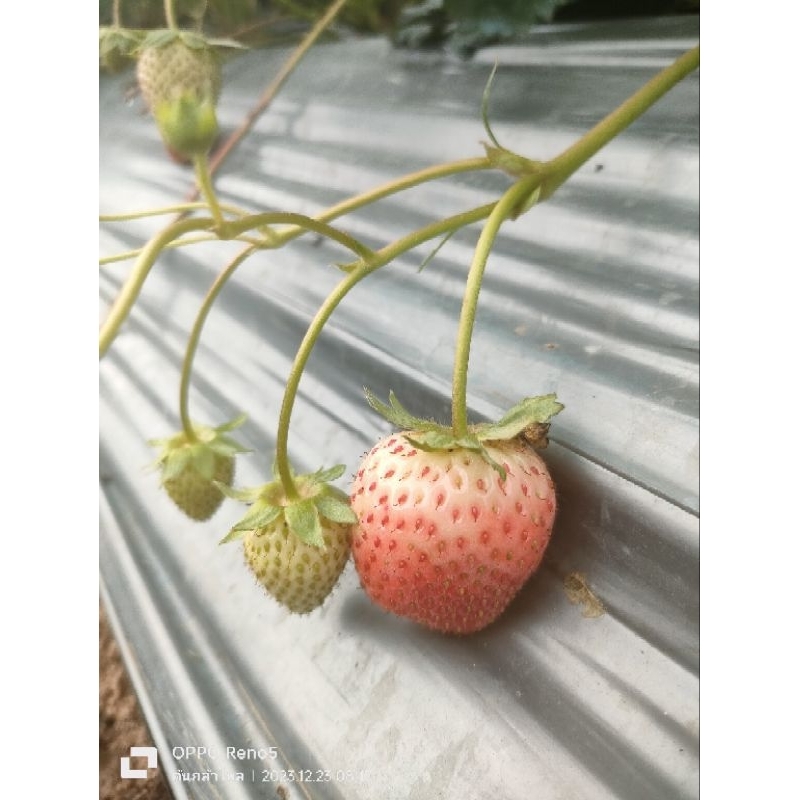 ต้นกล้าสตรอเบอร์รี่ พันธุ์ 80 ชุด 12 ต้น