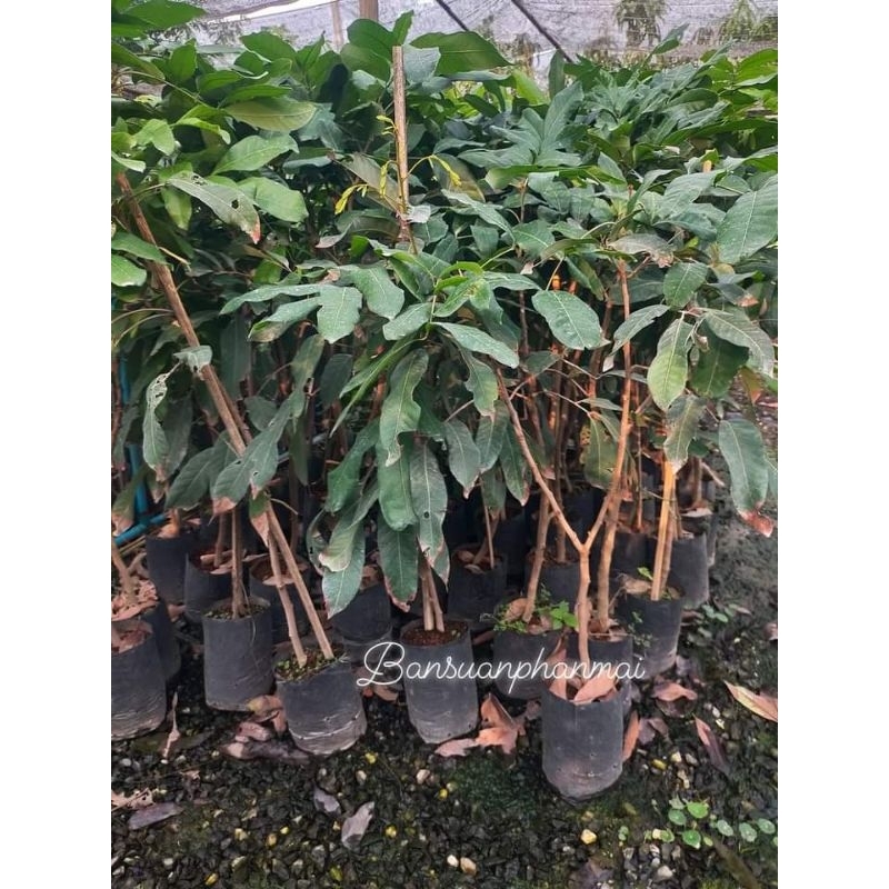 ต้นลำไย พันธุ์สีชมพู ต้นกิ่งตอน สูง 80-100 ซม.