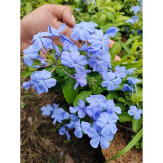 ต้นพยับหมอก1ต้นถุงดำต้นขนาดเล็กนิยประดับไม้ดอก