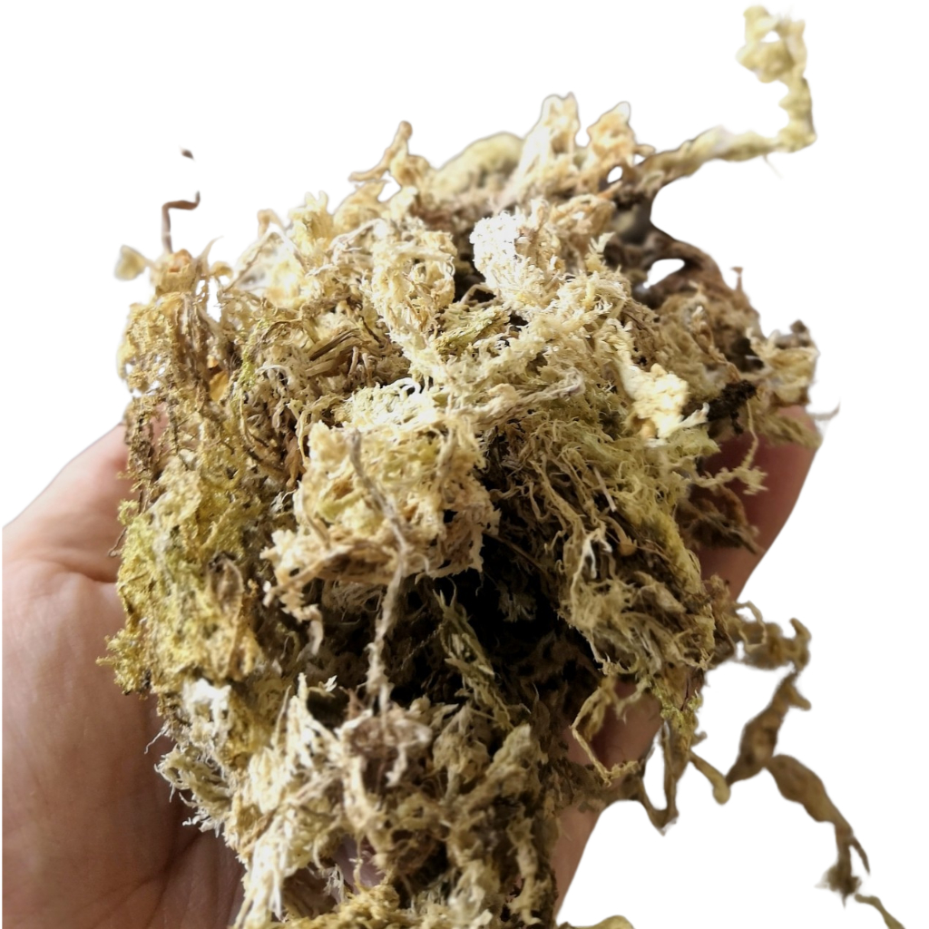 สแฟ็กนั่ม มอส Sphagnum moss นำเข้า