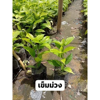 ดอกเข็มสีม่วง1ต้นถุงดำไม้ดอกไม้ประดับ