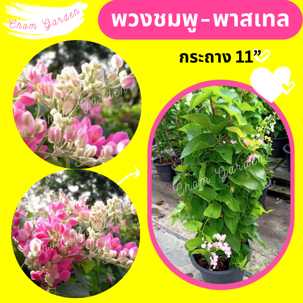 ต้นพวงชมพู สีชมพูอ่อน สีพาสเทล กระถาง 11 นิ้ว [ดอกอาจจะโรยแล้ว]