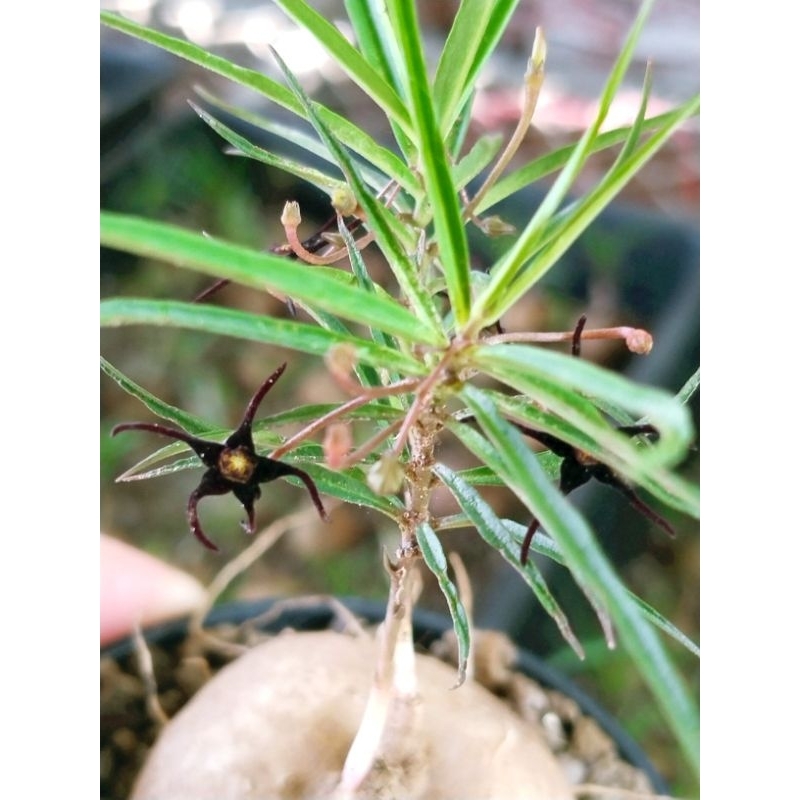 ☘️Brachystelma sp thai.แห้วกระต่าย size 3-4 cm ราคา 99 บาท - รูปที่ 4