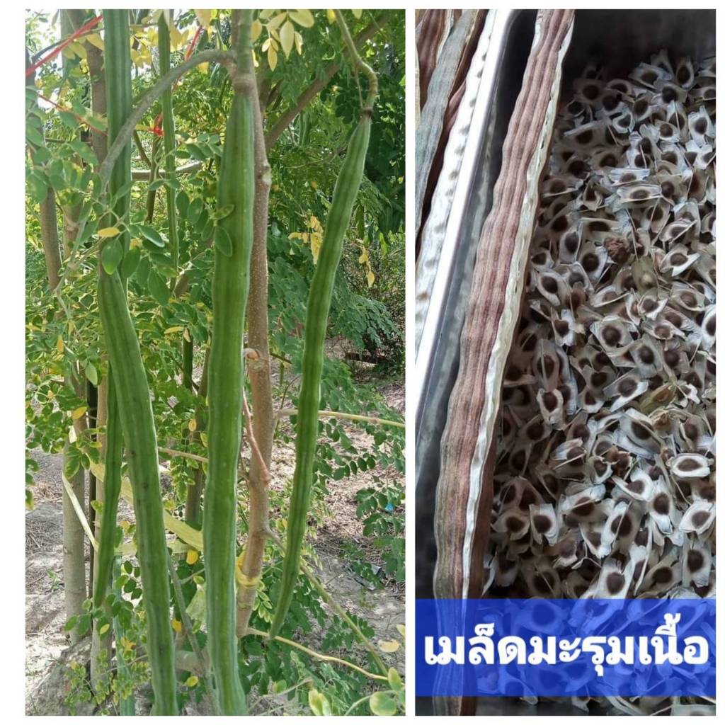 เมล็ดพันธุ์มะรุม 20 เมล็ด มะรุมเนื้อ มะรุมเกษตร ฝักใหญ่ เนื้อเยอะ