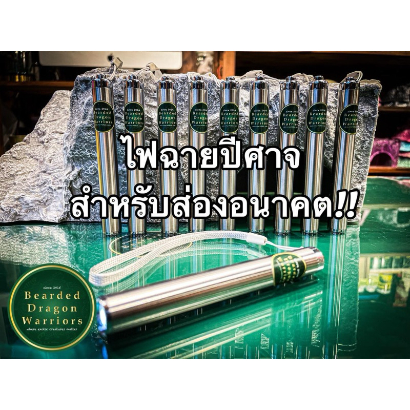 ส่งด่วน ไฟฉาย ส่องอนาคต เช็คเพศกิ้งก่า ตุ๊กแก คุณภาพดี