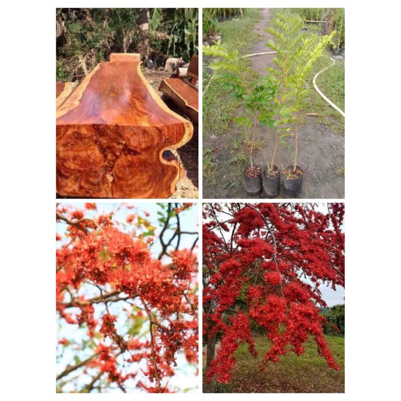 ต้นประดู่แดง👉🏻สูง 50-60 cm💥1 ต้น 129 บาท