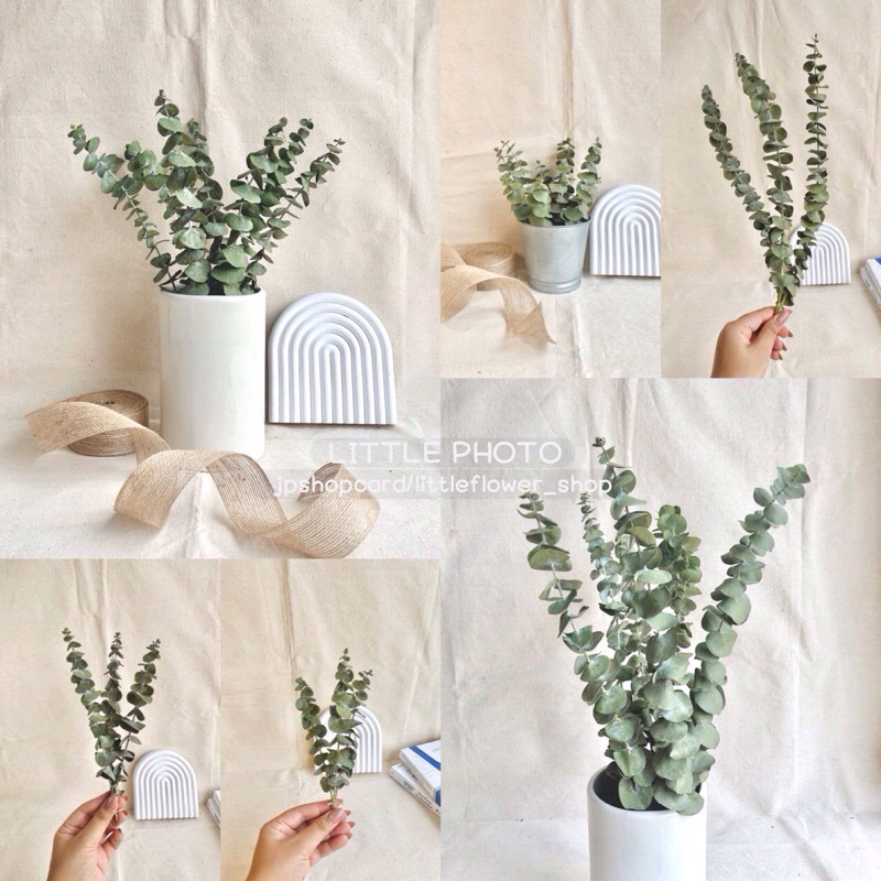 JPCraft🌻-ใบยูคาแห้ง ใบยูคามินิมอล ใบจริงตากแห้งแล้ว สีธรรมชาติ(F5)