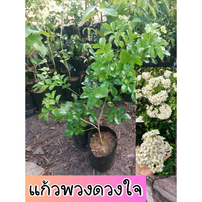 ต้นแก้วพวงดวงใจ แก้วพวงดวงใจ