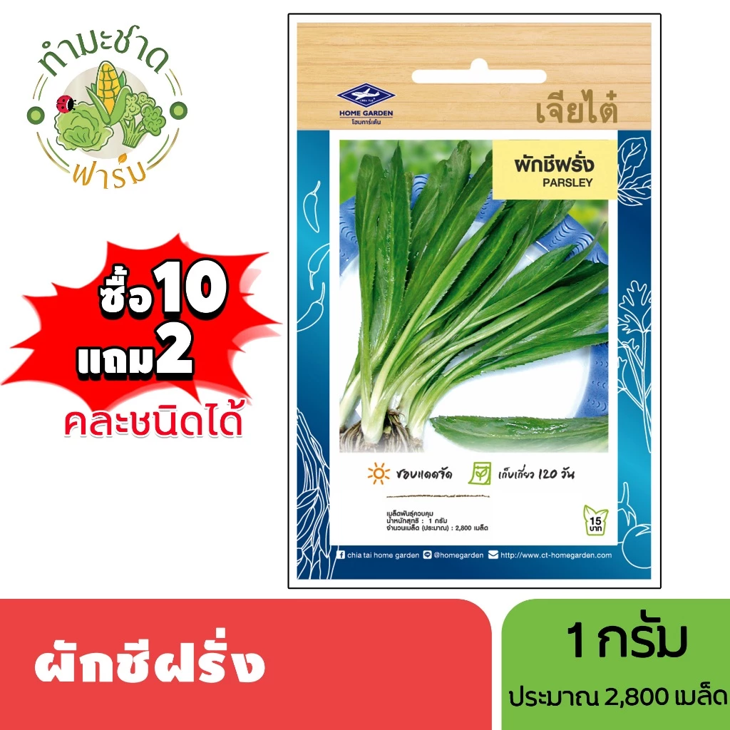 เจียไต๋ (ซื้อ10แถม2) เมล็ดพันธุ์ ผักชีฝรั่ง ขนาด1กรัม ประมาณ2,800เมล็ด Parsley ผักชีใบเลื่อย เมล็ดพันธุ์พืช เมล็ดผัก ปลู